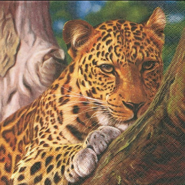 Leopard 33 X 33 cm