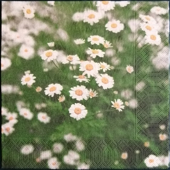 Daisies 33 X 33 cm