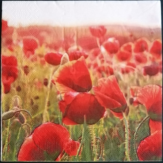 Poppy 33 X 33 cm