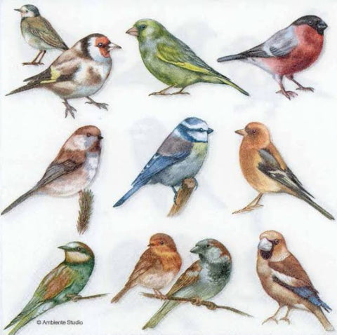 Collection of Birds 33 X 33 cm