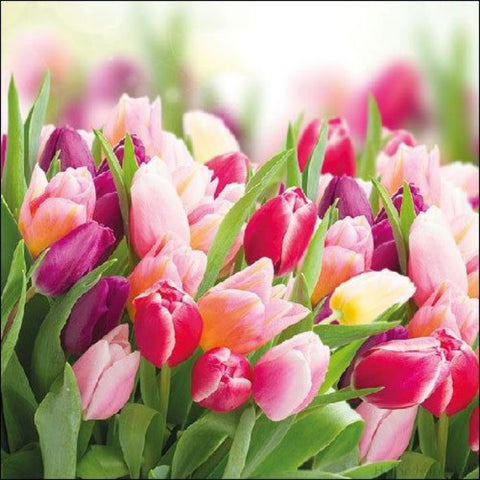 Glorious Tulips 33 X 33 cm