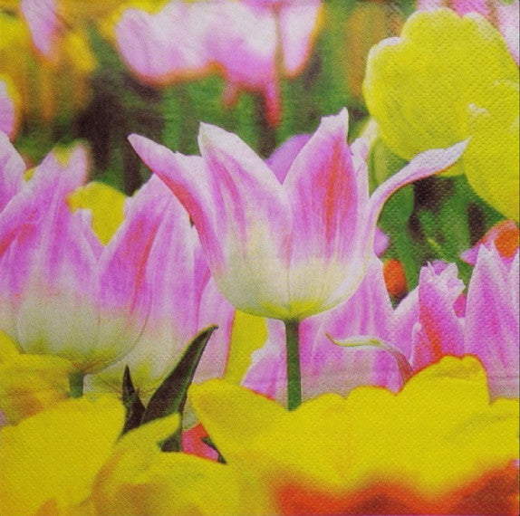Pink Tulip 33 X 33 cm
